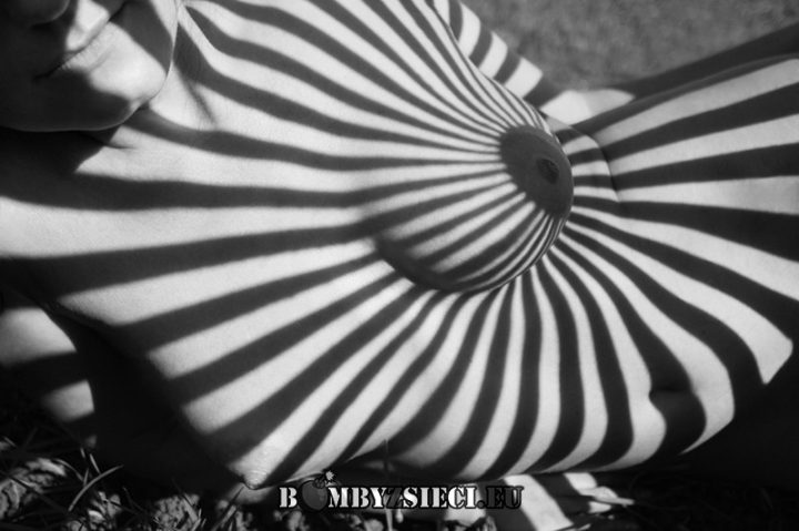 Zebra….