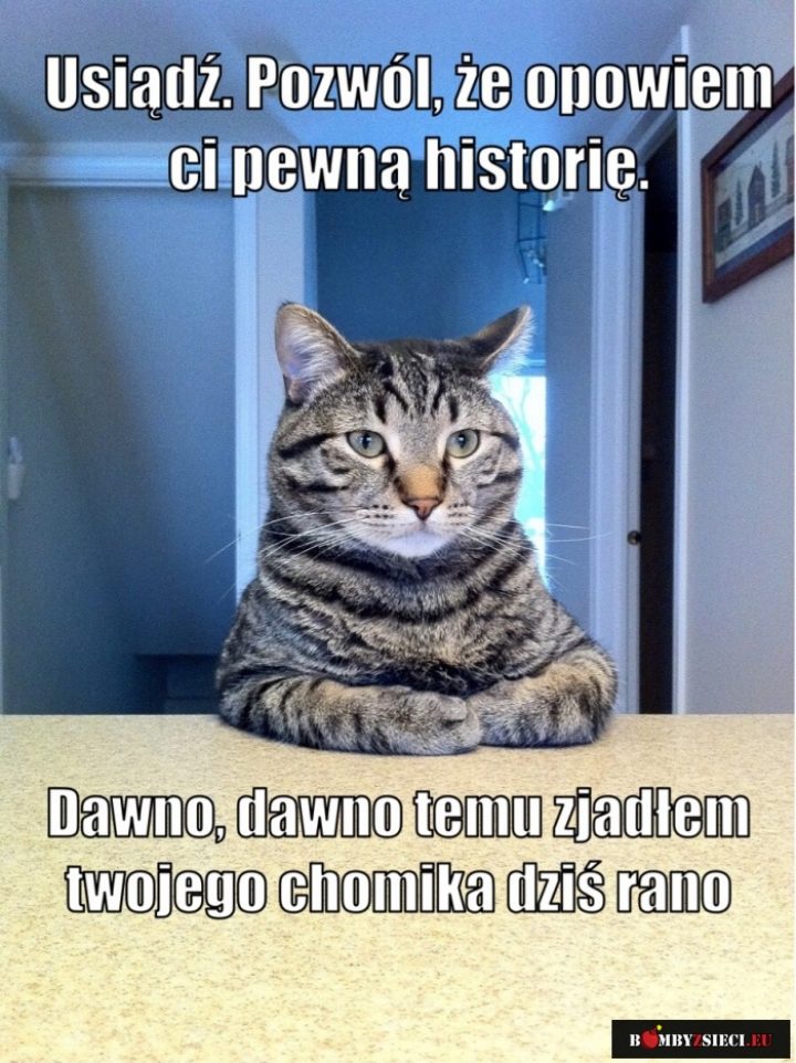 Kocie historie
